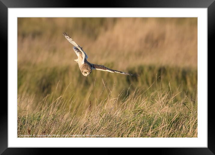 Short eared owl hunting Framed Mounted Print by GadgetGaz Photo