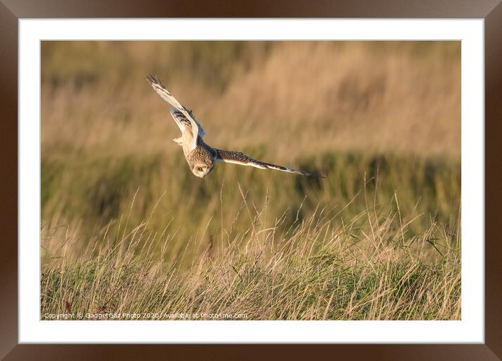 Short eared owl hunting Framed Mounted Print by GadgetGaz Photo