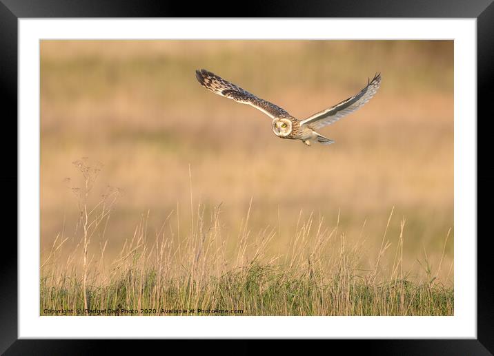 Short eared owl Framed Mounted Print by GadgetGaz Photo