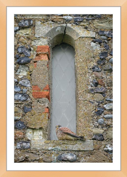 Kestrel on the Reculver Towers Window Framed Mounted Print by GadgetGaz Photo