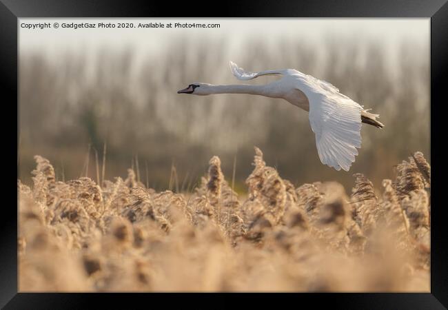 Mute Swan flying over the reeds Framed Print by GadgetGaz Photo