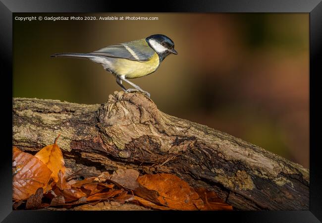 Great tit in the sunlit Autumn woods. Framed Print by GadgetGaz Photo