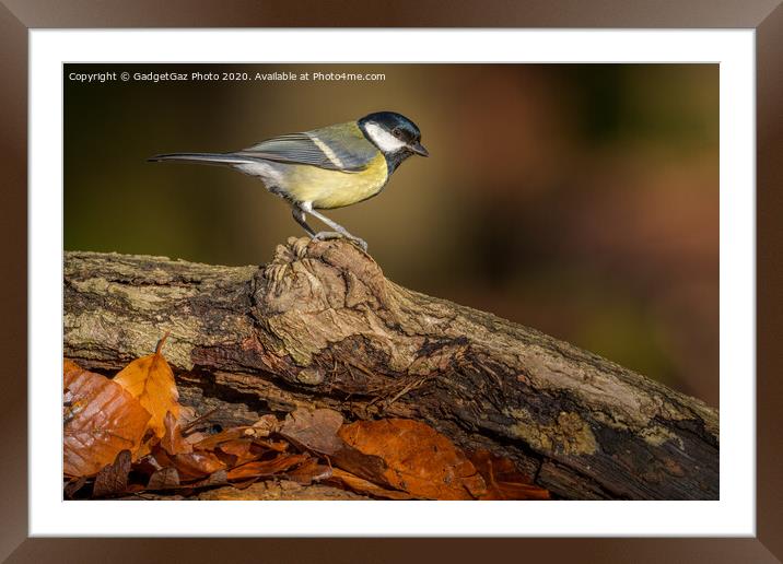 Great tit in the sunlit Autumn woods. Framed Mounted Print by GadgetGaz Photo