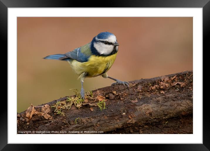 Blue tit in the woods Framed Mounted Print by GadgetGaz Photo