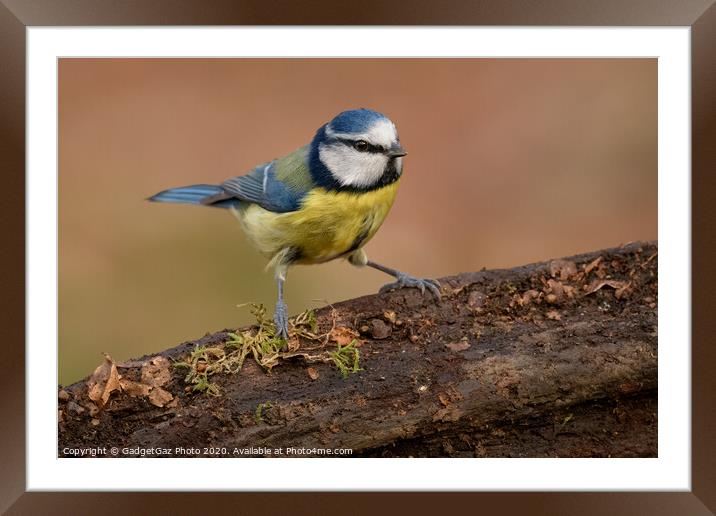 Blue tit in the woods Framed Mounted Print by GadgetGaz Photo