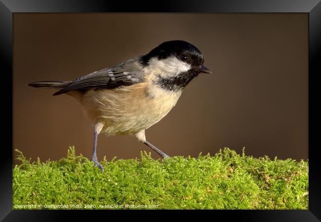 Coal tit in the woods Framed Print by GadgetGaz Photo