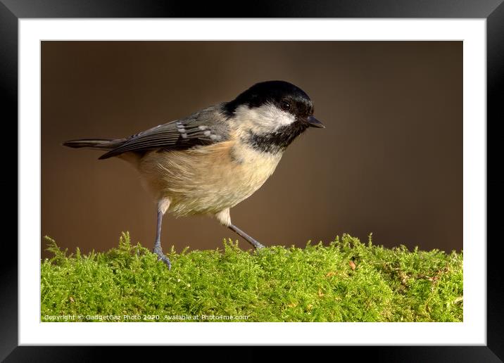 Coal tit in the woods Framed Mounted Print by GadgetGaz Photo