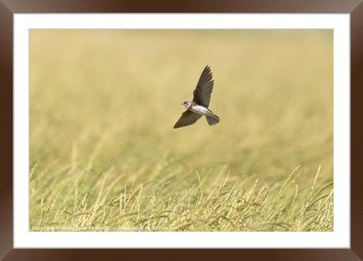 Sand Martin [Riparia riparia] Framed Mounted Print by GadgetGaz Photo