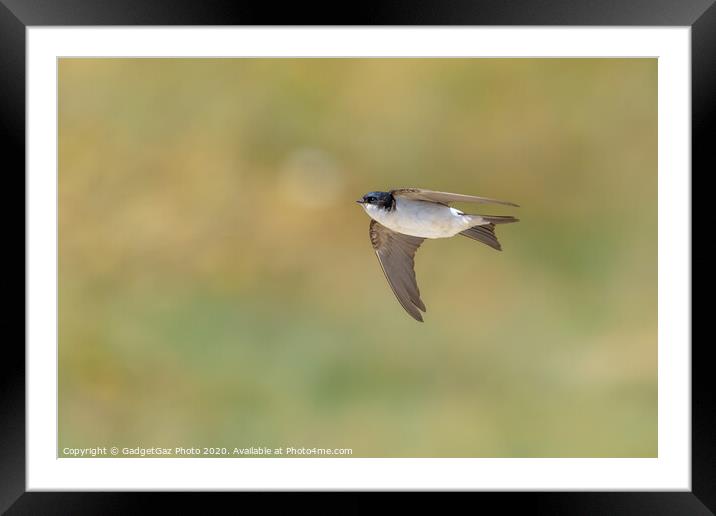 House Martin [Delichon urbicum] Framed Mounted Print by GadgetGaz Photo