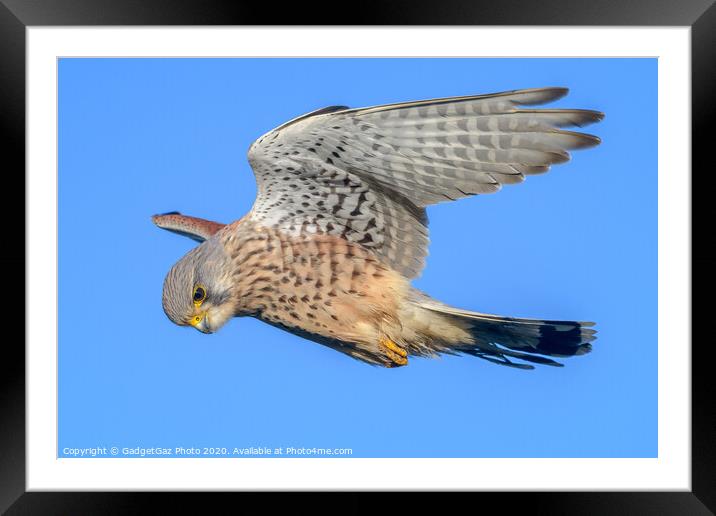 Male Kestrel hovering Framed Mounted Print by GadgetGaz Photo
