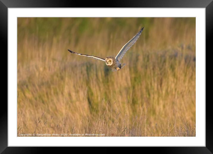 Short eared owl hunting in the countryside Framed Mounted Print by GadgetGaz Photo