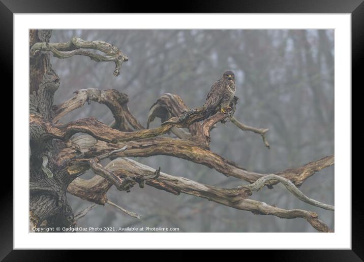 A Buzzard in a dead tree Framed Mounted Print by GadgetGaz Photo
