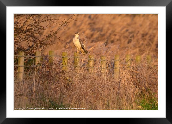 A Buzzard during sunset. Framed Mounted Print by GadgetGaz Photo
