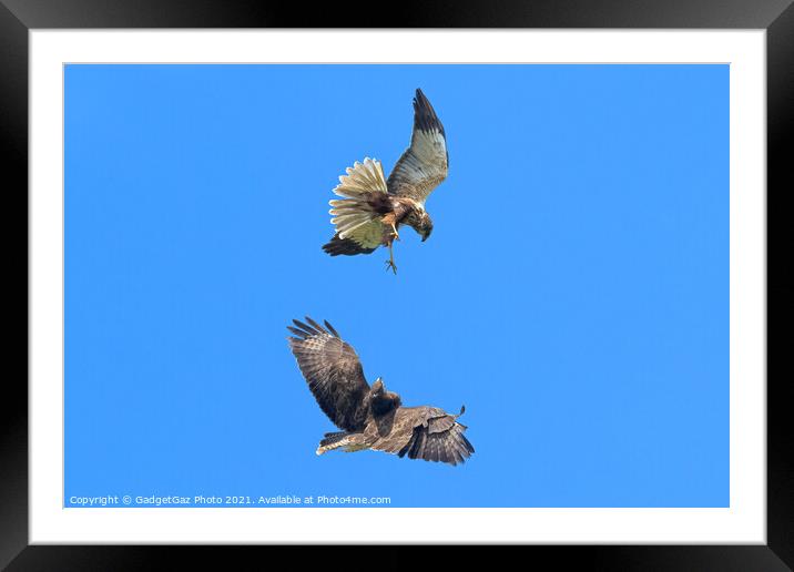 Buzzard and Marsh Harrier fighting Framed Mounted Print by GadgetGaz Photo