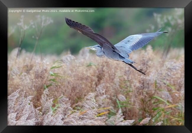 Heron flying in an Autumnal Kent Countryside Framed Print by GadgetGaz Photo