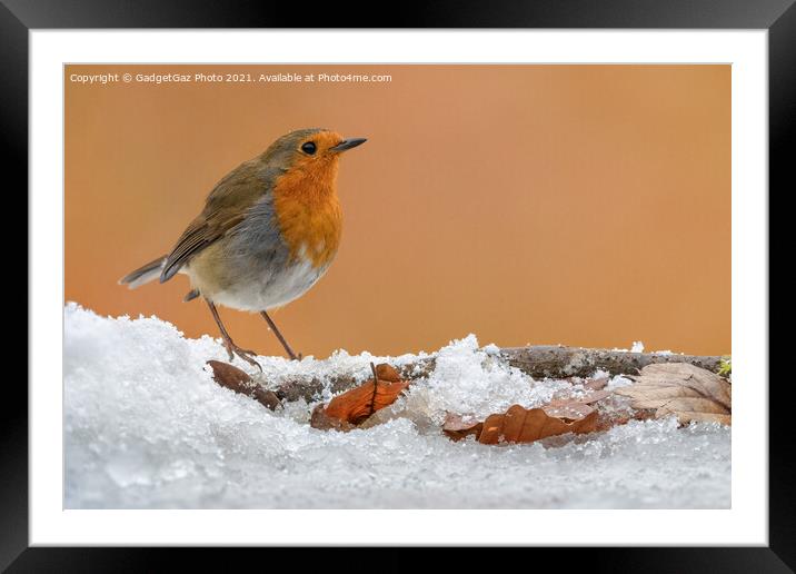 A Robin Redbreast on the snow Framed Mounted Print by GadgetGaz Photo