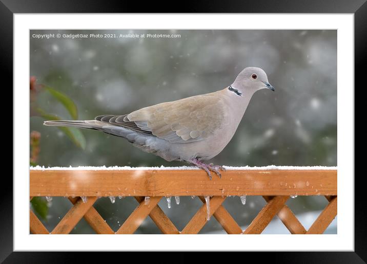 Collared Dove in the snow Framed Mounted Print by GadgetGaz Photo