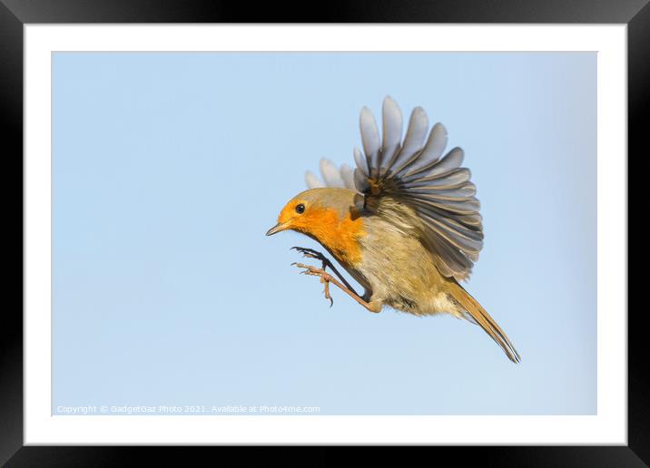A Robin Redbreast hovering in the air Framed Mounted Print by GadgetGaz Photo