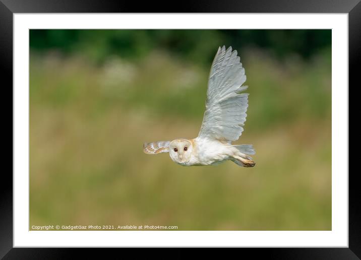 Barn Owl looks as it is flying during hunting Framed Mounted Print by GadgetGaz Photo