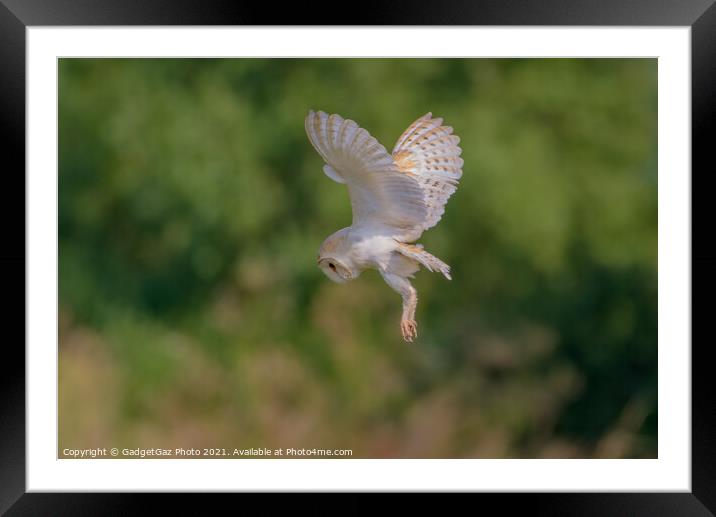 Barn Owl in the Wild hunting Framed Mounted Print by GadgetGaz Photo