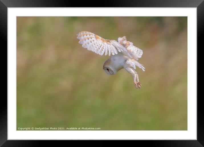 Barn Owl hovers as it is hunting in the wild Framed Mounted Print by GadgetGaz Photo