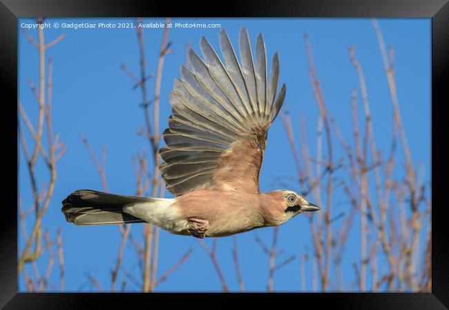 A Jay in flight, Garrulus glandarius Framed Print by GadgetGaz Photo