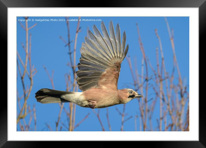 A Jay in flight, Garrulus glandarius Framed Mounted Print by GadgetGaz Photo