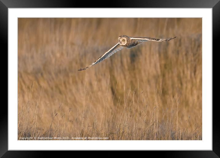 Short eared owl [asio flammeus] Framed Mounted Print by GadgetGaz Photo
