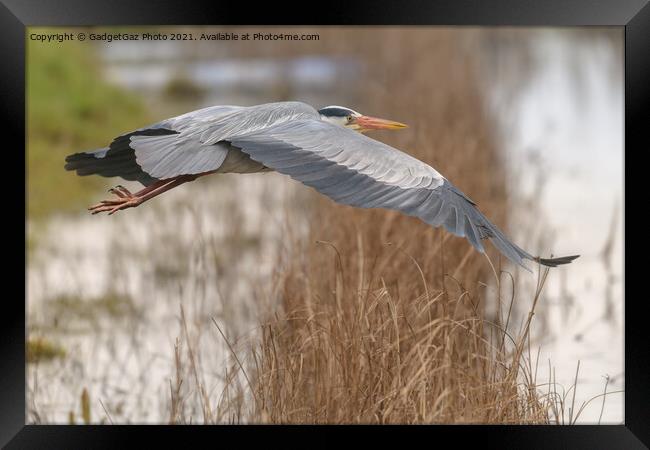 Grey Heron in Flight Framed Print by GadgetGaz Photo