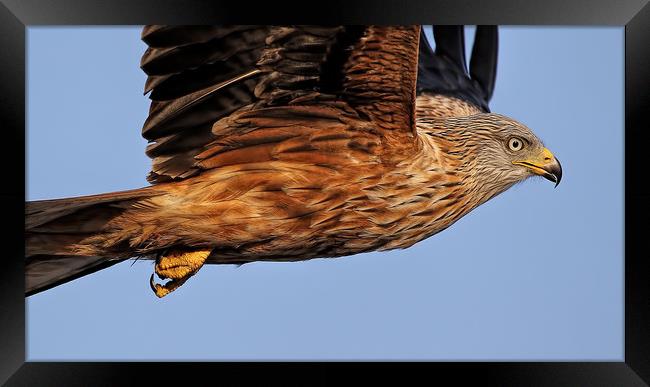 Yorkshire Red Kite Framed Print by Ste Jones