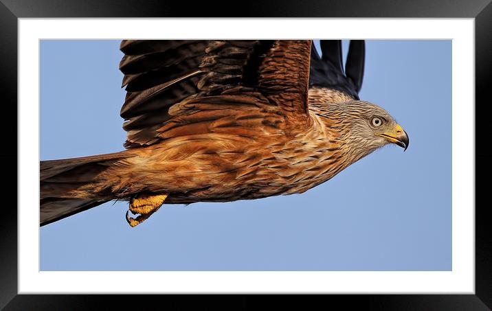 Yorkshire Red Kite Framed Mounted Print by Ste Jones