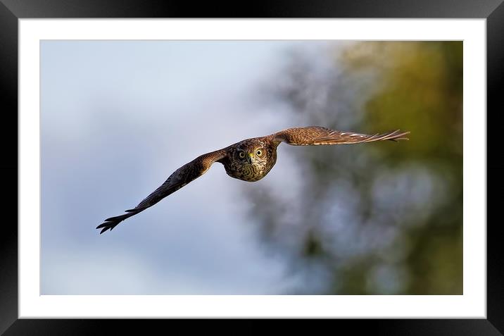 Wild Sparrowhawk Framed Mounted Print by Ste Jones