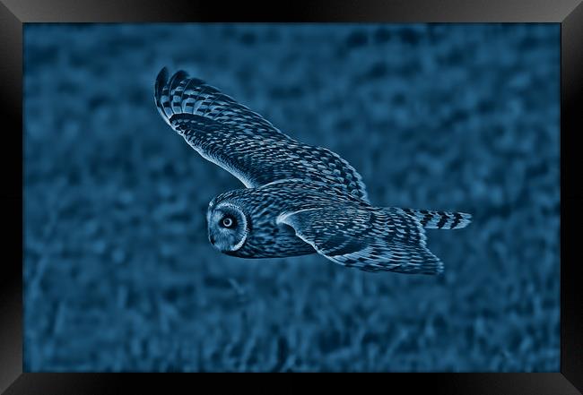 Short Eared Owl Framed Print by Ste Jones
