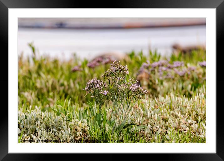 Enchanting Coastal Bloom Framed Mounted Print by Heidi Hennessey