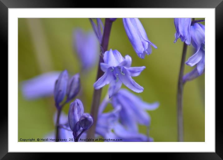 Enchanted English Bluebells Framed Mounted Print by Heidi Hennessey