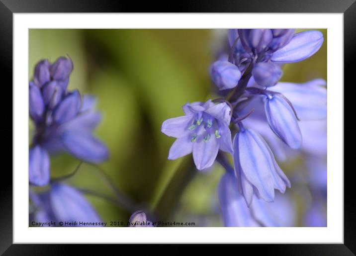 Enchanted Bluebell Wonderland Framed Mounted Print by Heidi Hennessey