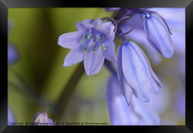 Enchanting Bluebell Bouquet Framed Print by Heidi Hennessey