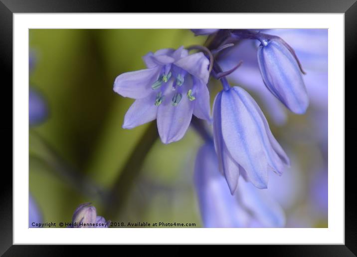 Enchanting Bluebell Bouquet Framed Mounted Print by Heidi Hennessey