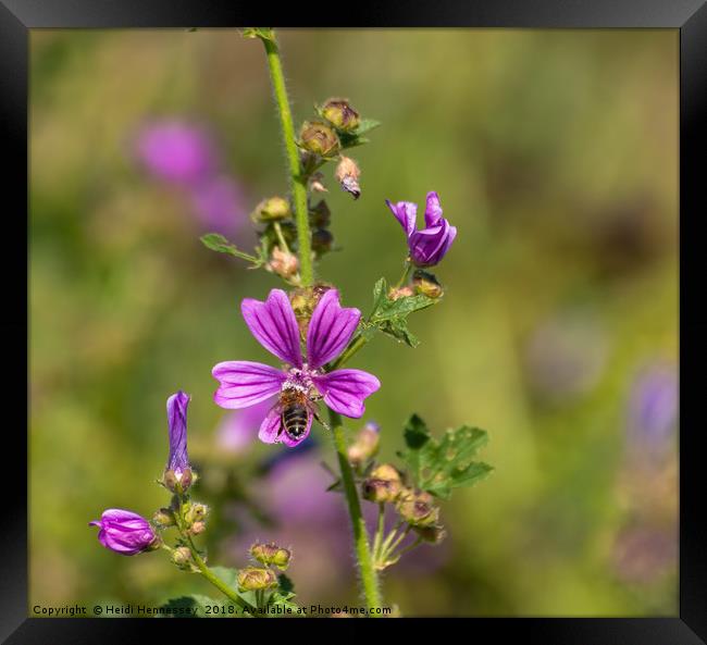 Buzzing on a Purple Paradise Framed Print by Heidi Hennessey