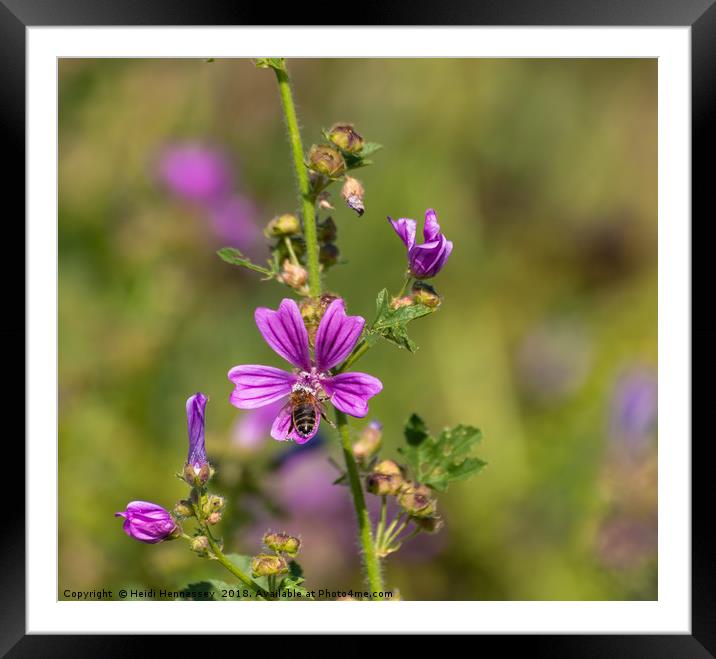 Buzzing on a Purple Paradise Framed Mounted Print by Heidi Hennessey