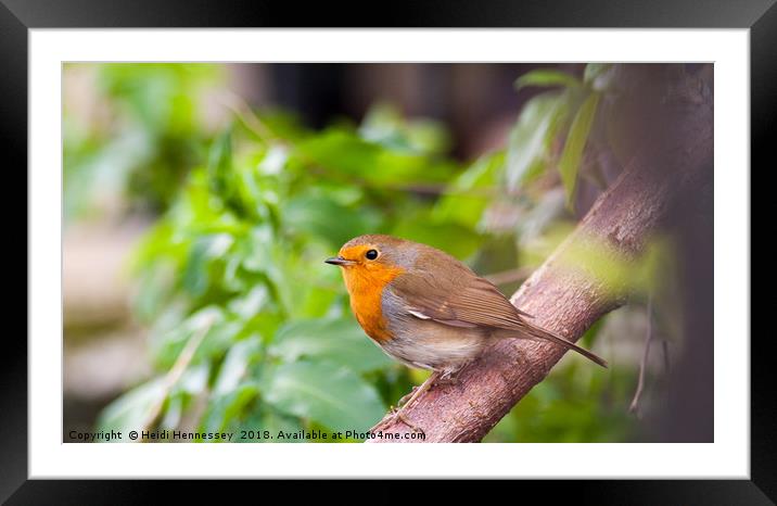 Delicate Robin in his Youth Framed Mounted Print by Heidi Hennessey