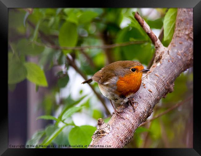 Delicate Robin Perches on Branch Framed Print by Heidi Hennessey