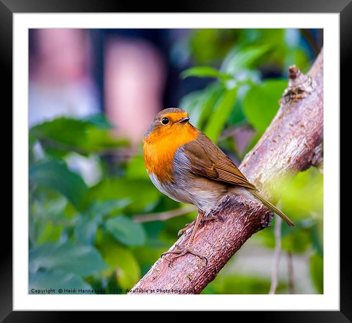 Delicate Robin perched peacefully Framed Mounted Print by Heidi Hennessey