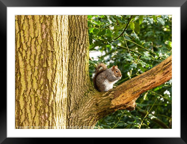 Sun-Kissed Squirrel Snacking Framed Mounted Print by Heidi Hennessey