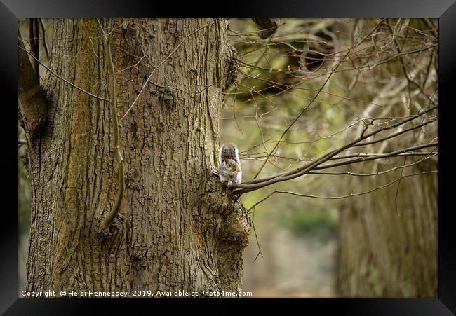 Serene Grey Squirrel in Natural Habitat Framed Print by Heidi Hennessey