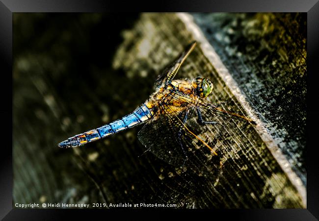 Majestic Dragonfly Takes a Breather Framed Print by Heidi Hennessey