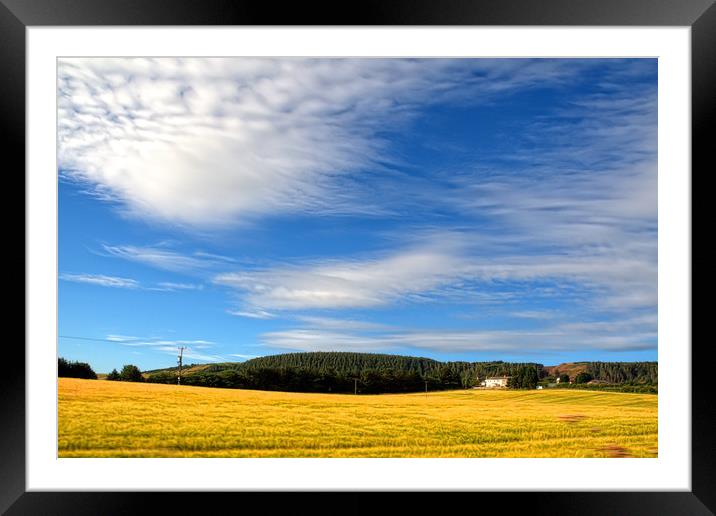 Fields of Gold Framed Mounted Print by David Withers