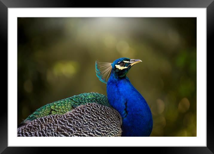 Peacock Framed Mounted Print by Elizabeth Pollington