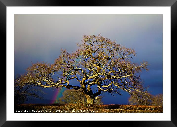 Rainbow Oak Tree Framed Mounted Print by Sammy Pea