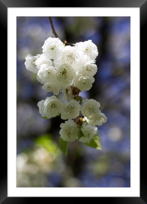 Cherry Blossom Beauty Framed Mounted Print by Sammy Pea